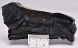 MICROBIALITE  STROMATOLITE, Isua banded iron, 3.77 B.Y.A. Greenland S64