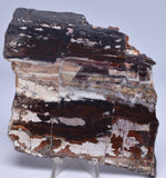 STROMATOLITE from the Jerrinah Formation, Pilbara, Western Australia S65
