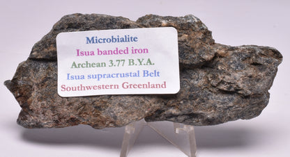MICROBIALITE STROMATOLITE, Isua banded iron, 3.77 B.Y.A. Greenland S77