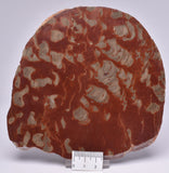 Stromatolite Inzeria Intia Fossil Polished Slice, N.T Australia S74