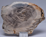 CASUARINA PETRIFIED FOSSIL WOOD, late Oligocene, Queensland Australia S204