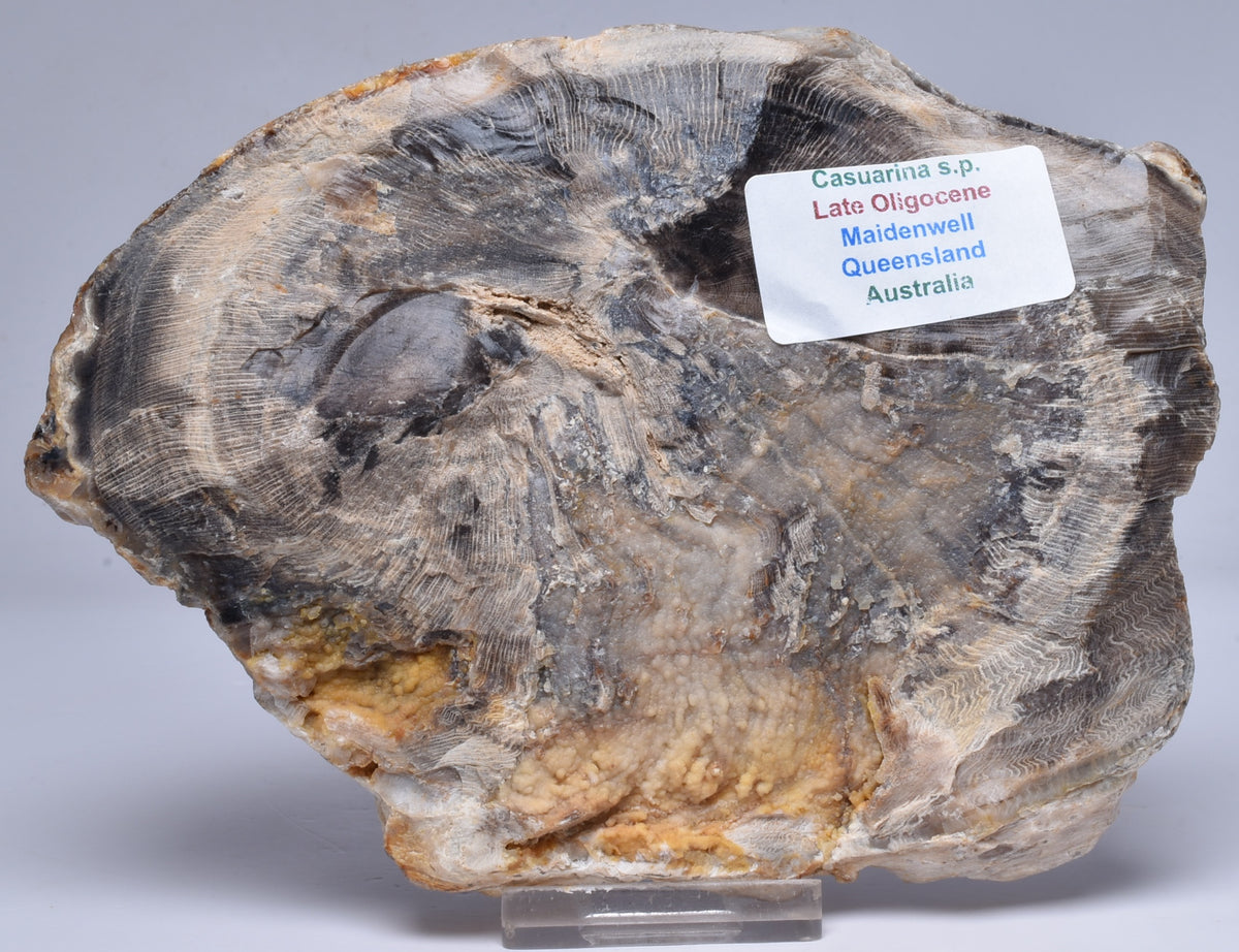 CASUARINA PETRIFIED FOSSIL WOOD, late Oligocene, Queensland Australia S204
