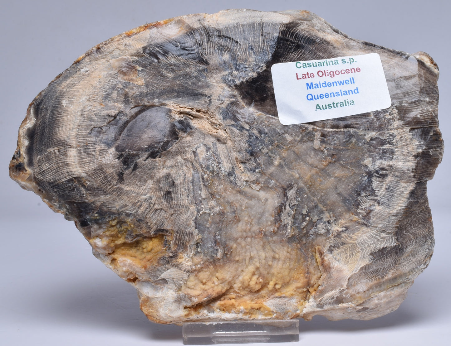 CASUARINA PETRIFIED FOSSIL WOOD, late Oligocene, Queensland Australia S204