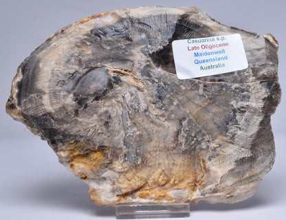 CASUARINA PETRIFIED FOSSIL WOOD, late Oligocene, Queensland Australia S204