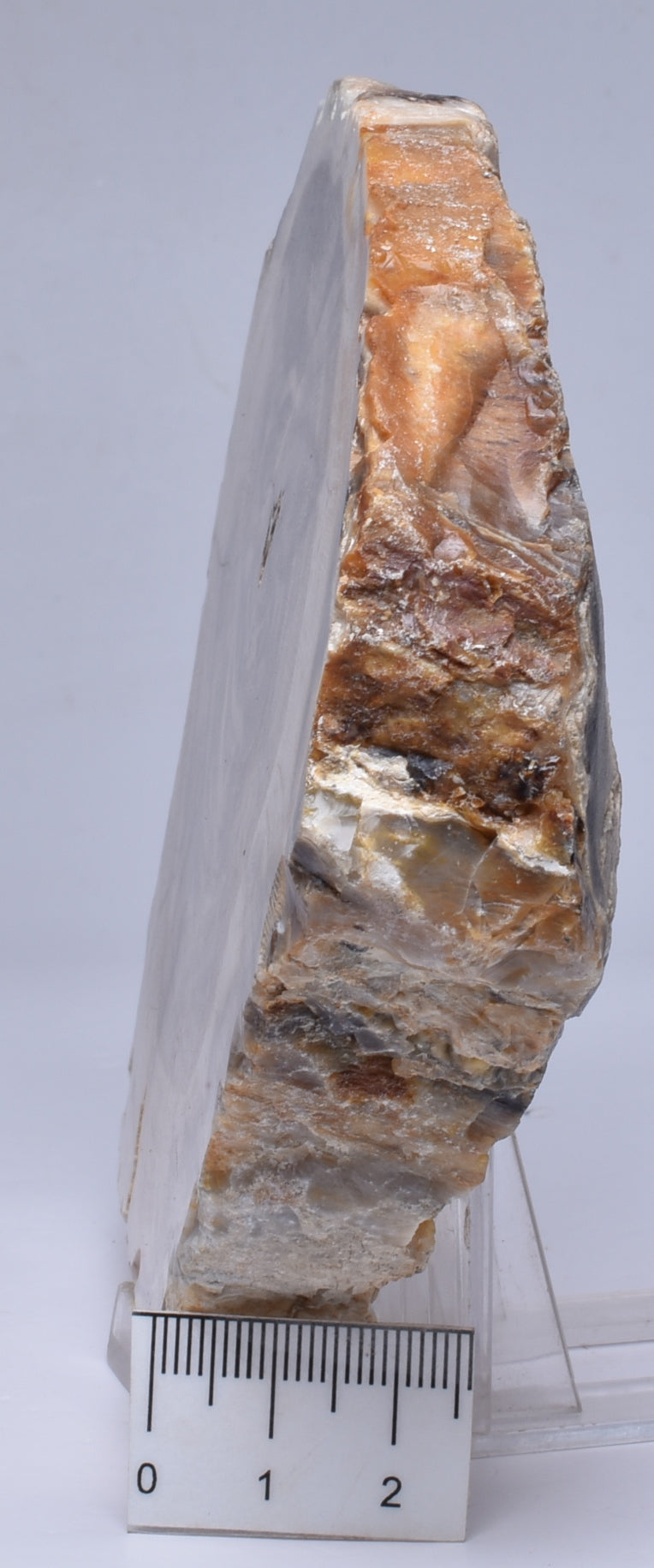 CASUARINA PETRIFIED FOSSIL WOOD, late Oligocene, Queensland Australia S204
