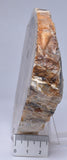 CASUARINA PETRIFIED FOSSIL WOOD, late Oligocene, Queensland Australia S204