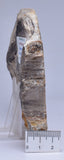 CASUARINA PETRIFIED FOSSIL WOOD, late Oligocene, Queensland Australia S204