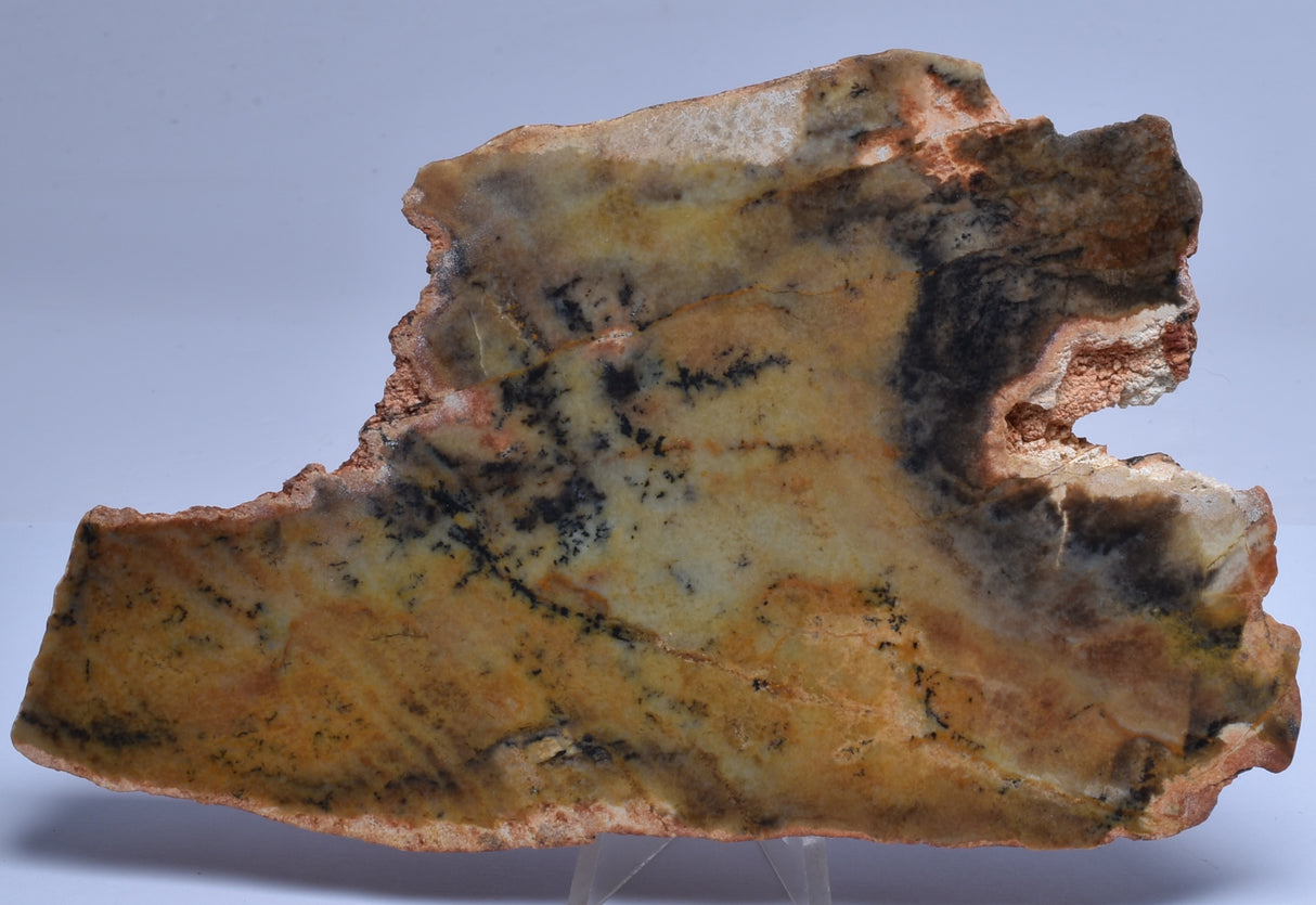 MICROBIAL MAT, Stromatolite Fossil STRELLEY POOL SLICE, S30