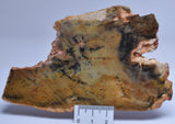 MICROBIAL MAT, Stromatolite Fossil STRELLEY POOL SLICE, S30