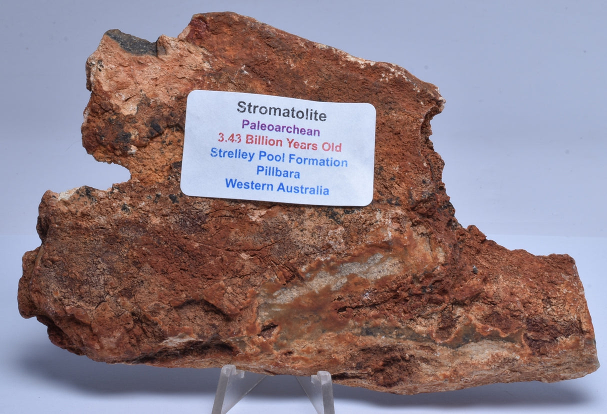 MICROBIAL MAT, Stromatolite Fossil STRELLEY POOL SLICE, S30