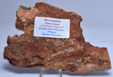Stromatolite Fossil STRELLEY POOL SLICE, S30
