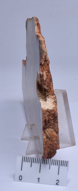 MICROBIAL MAT, Stromatolite Fossil STRELLEY POOL SLICE, S30