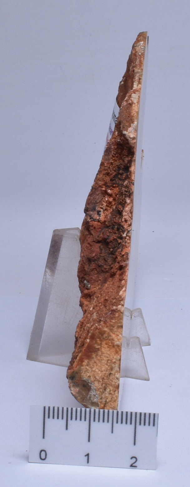 MICROBIAL MAT, Stromatolite Fossil STRELLEY POOL SLICE, S30