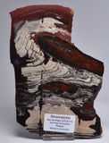 STROMATOLITE from the Jerrinah Formation, Pilbara, Western Australia S16