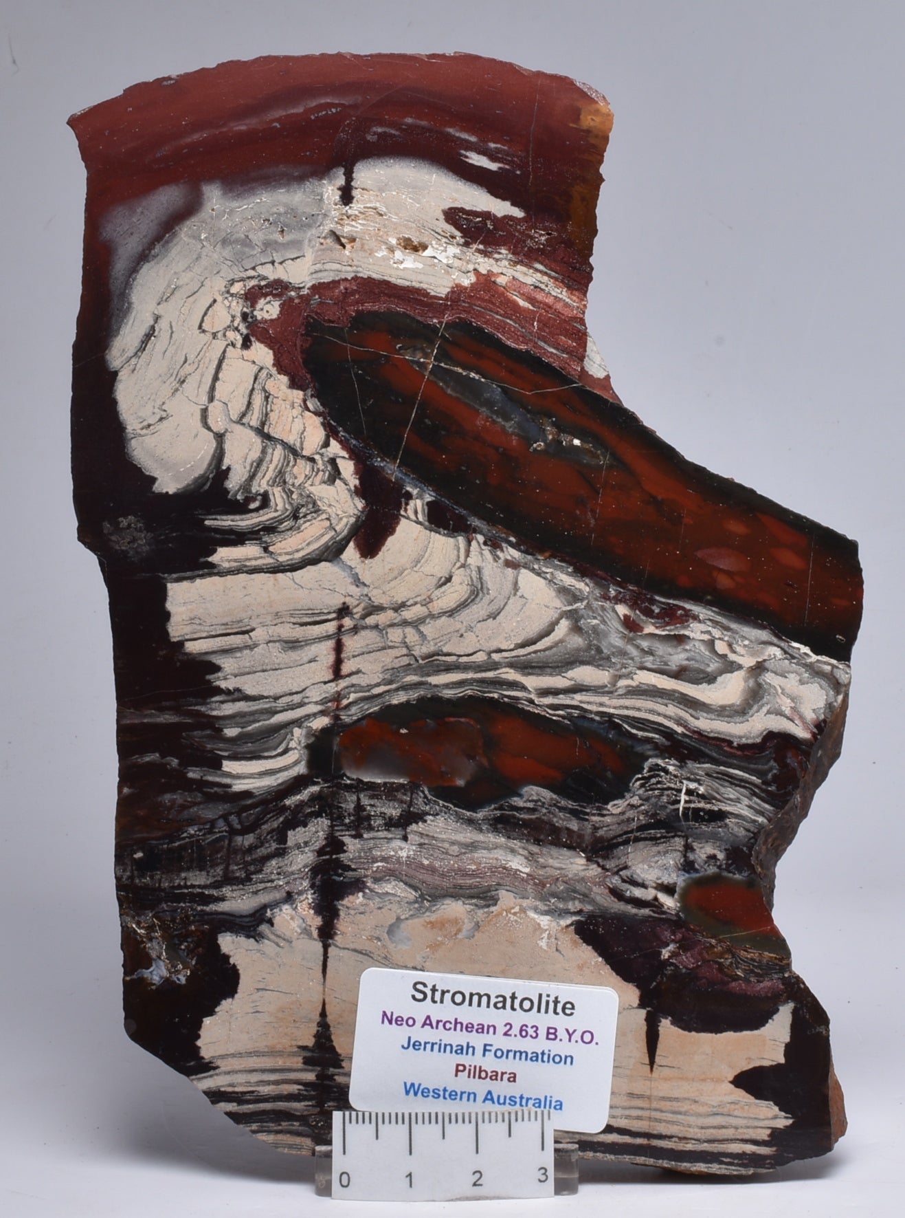 STROMATOLITE from the Jerrinah Formation, Pilbara, Western Australia S16
