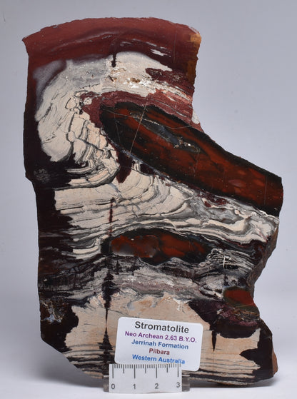 STROMATOLITE from the Jerrinah Formation, Pilbara, Western Australia S16
