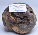 AMMONITE JURESANITES JACKSONI, WESTERN AUSTRALIA F324