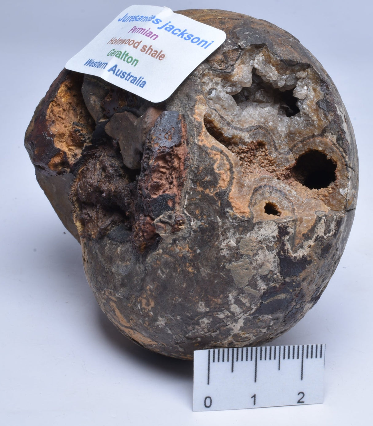 AMMONITE JURESANITES JACKSONI, WESTERN AUSTRALIA F324