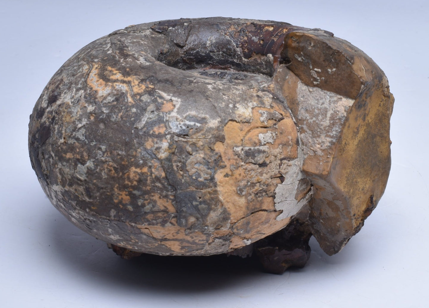 AMMONITE JURESANITES JACKSONI, WESTERN AUSTRALIA F324