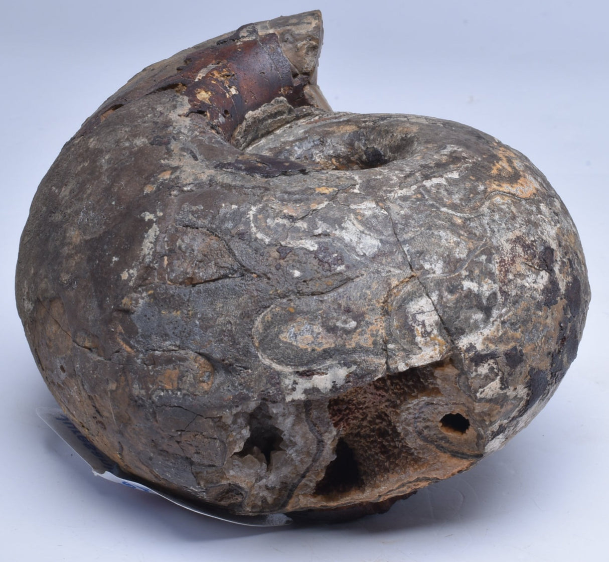 AMMONITE JURESANITES JACKSONI, WESTERN AUSTRALIA F324