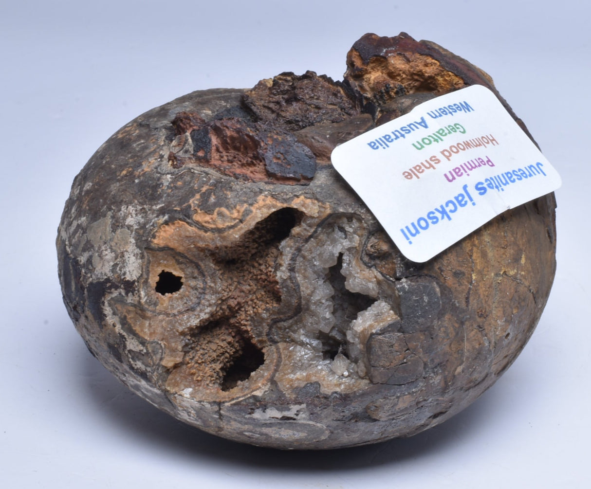 AMMONITE JURESANITES JACKSONI, WESTERN AUSTRALIA F324