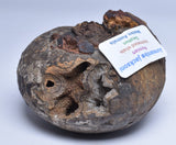 AMMONITE JURESANITES JACKSONI, WESTERN AUSTRALIA F324