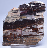 STROMATOLITE from the Jerrinah Formation, Pilbara, Western Australia S29