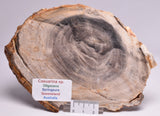 CASUARINA PETRIFIED FOSSIL WOOD, late Oligocene, Queensland Australia S79