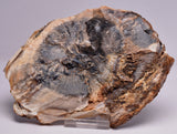 CASUARINA PETRIFIED FOSSIL WOOD, late Oligocene, Queensland Australia S79
