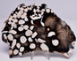 FOSSIL PEANUT WOOD SLICE, Western Australia S68