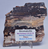 STROMATOLITE from the Jerrinah Formation, Pilbara, Western Australia S65