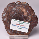 PALAEOSMUNDA WILLIAMSII Gould Plant Fossil Slice, QLD Australia S675