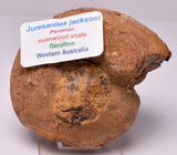 AMMONITE JURESANITES JACKSONI, WESTERN AUSTRALIA F383