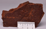 HORODYSKIA Mesoproterozoic 1.4 B.Y.O, AUSTRALIAN FOSSIL F381