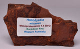 HORODYSKIA Mesoproterozoic 1.4 B.Y.O, AUSTRALIAN FOSSIL F381