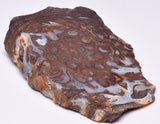 PALAEOSMUNDA WILLIAMSII Gould Plant Fossil Slice, QLD Australia S128