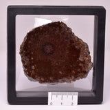 PALAEOSMUNDA WILLIAMSII Gould Plant Fossil Slice, QLD Australia S127