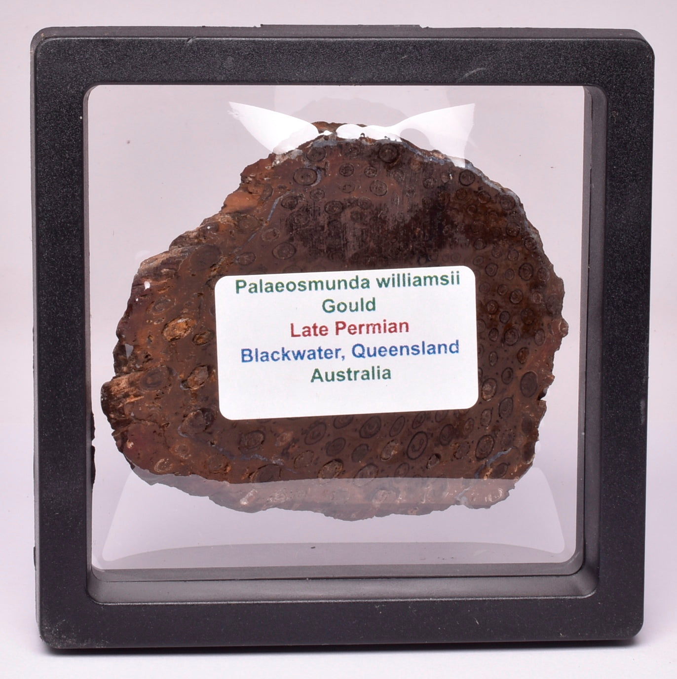 PALAEOSMUNDA WILLIAMSII Gould Plant Fossil Slice, QLD Australia S127