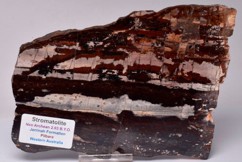 STROMATOLITE from the Jerrinah Formation, Pilbara, Western Australia S141