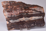 STROMATOLITE from the Jerrinah Formation, Pilbara, Western Australia S141