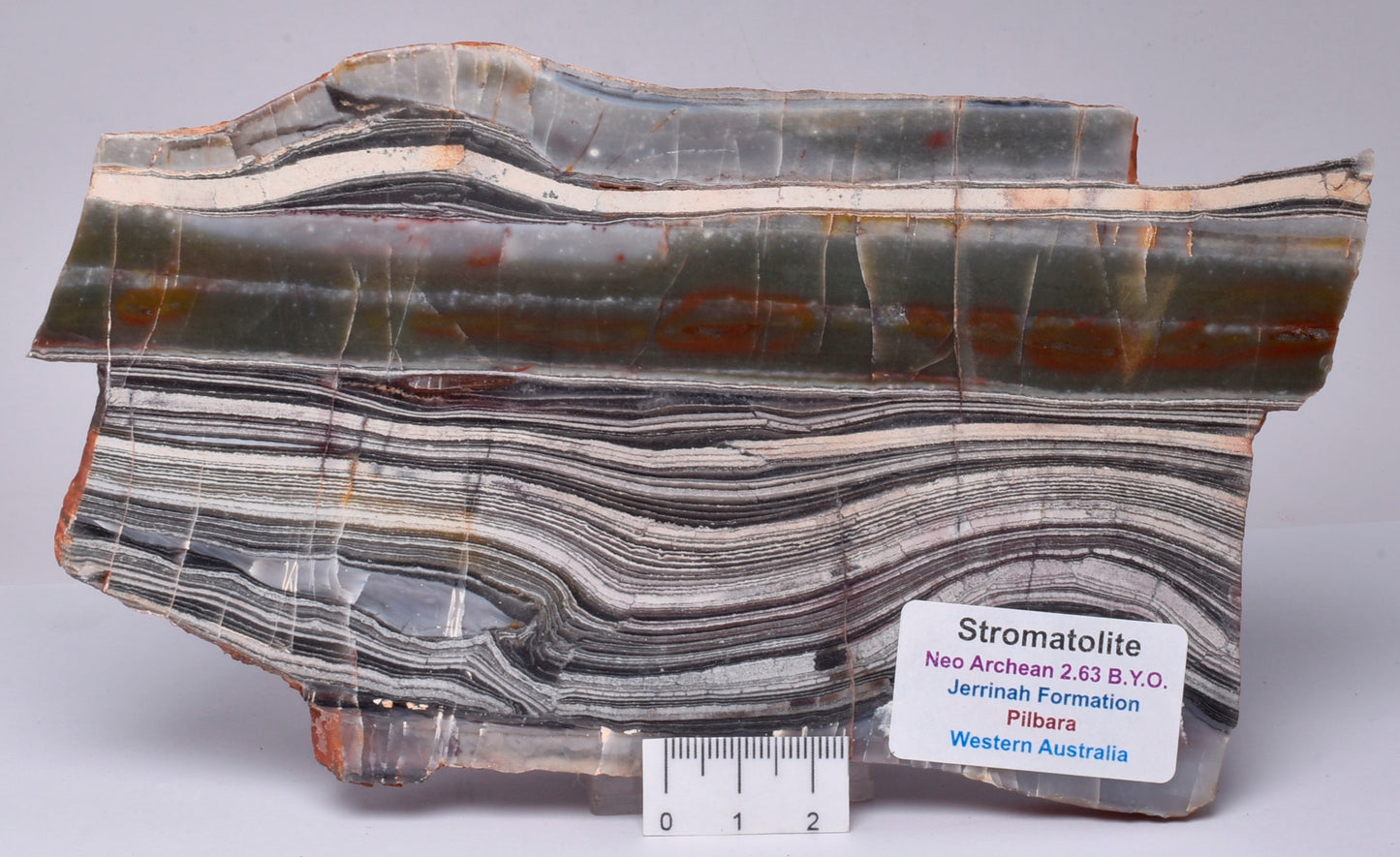 STROMATOLITE from the Jerrinah Formation, Pilbara, Western Australia S142