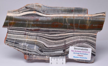 STROMATOLITE from the Jerrinah Formation, Pilbara, Western Australia S142