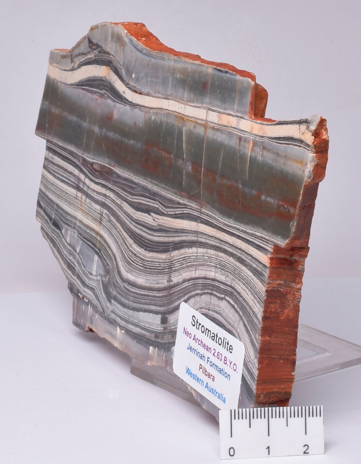 STROMATOLITE from the Jerrinah Formation, Pilbara, Western Australia S142