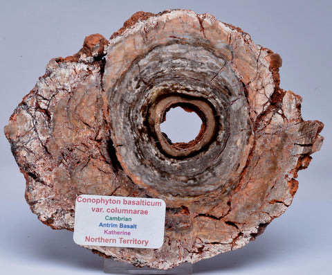 Stromatolite CONOPHYTON BASALTICUM Polished FOSSIL S155
