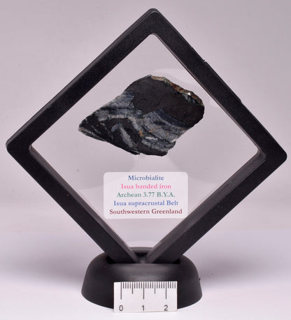 MICROBIALITE STROMATOLITE, ISUA BANDED IRON, 3.77 B.Y.A. GREENLAND S157