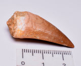 MOSASAURUS TOOTH FOSSIL ANCEPS, F09