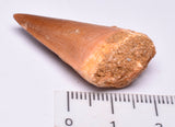 MOSASAURUS TOOTH FOSSIL ANCEPS, F09
