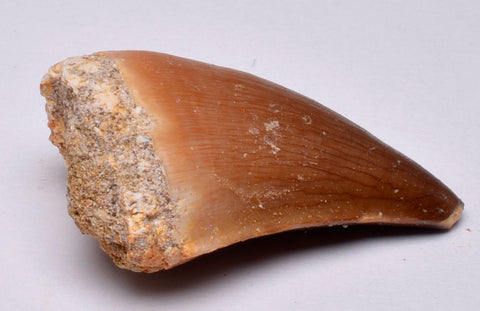 MOSASAURUS TOOTH FOSSIL ANCEPS, F12
