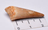MOSASAURUS TOOTH FOSSIL ANCEPS, F13