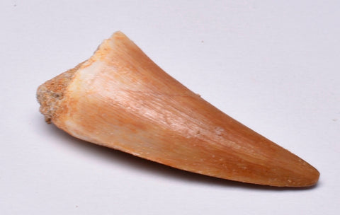 MOSASAURUS TOOTH FOSSIL ANCEPS, F13